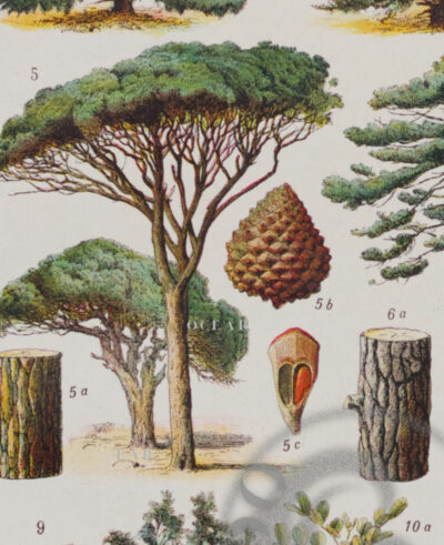 Arbres forestiers et résineux n°2, planche botanique 1930