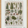 Arbres forestiers et résineux n°2, planche botanique 1930