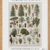 cadre Arbres forestiers et résineux n°2, planche botanique 1930