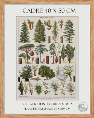 Arbres forestiers et résineux n°2, planche botanique 1930