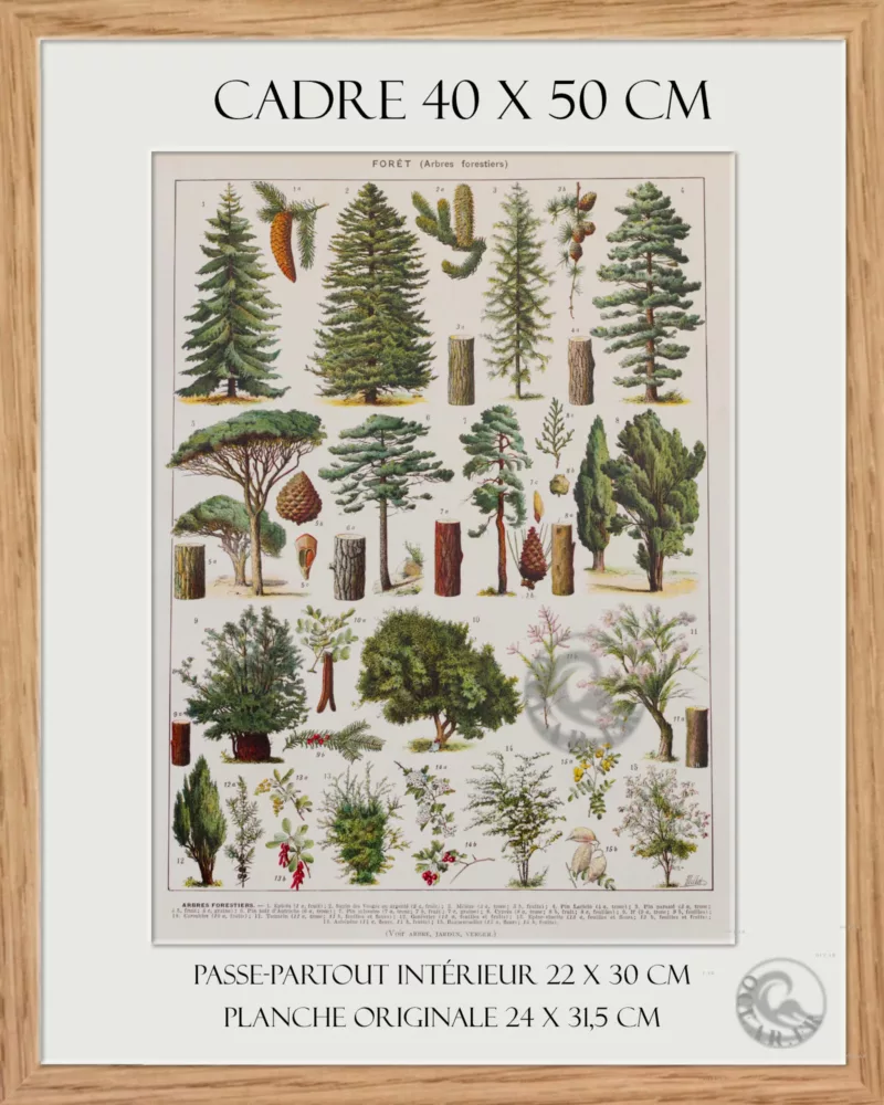 cadre Arbres forestiers et résineux n°2, planche botanique 1930