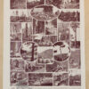 Arbres forestiers et résineux n°2, planche botanique 1930