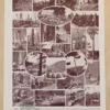 foret-arbres-resineux-6-1-scaled-1.jpg Arbres forestiers et résineux n°2, planche botanique 1930