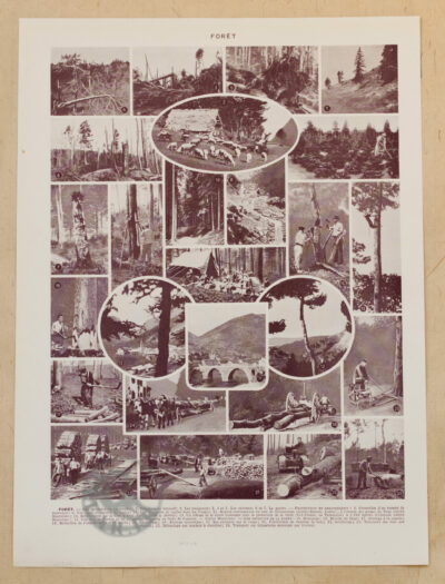 Arbres forestiers et résineux n°2, planche botanique 1930