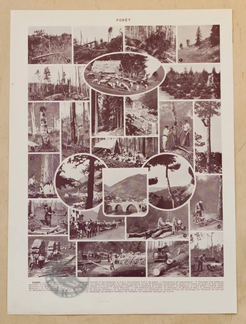 foret-arbres-resineux-6-1-scaled-1.jpg Arbres forestiers et résineux n°2, planche botanique 1930