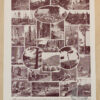 Arbres forestiers et résineux n°2, planche botanique 1930