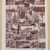 foret-arbres-resineux-7-scaled-1.jpg Arbres forestiers et résineux n°2, planche botanique 1930