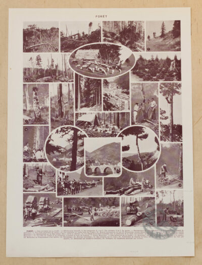 Arbres forestiers et résineux n°2, planche botanique 1930