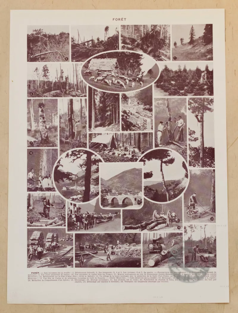 foret-arbres-resineux-7-scaled-1.jpg Arbres forestiers et résineux n°2, planche botanique 1930