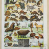 fourrures-animaux-millot-01-1-scaled-3 Fourrures, animaux et savoir-faire, planche originale 1930