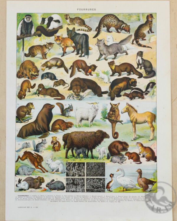 Fourrures, animaux et savoir-faire, planche originale 1930