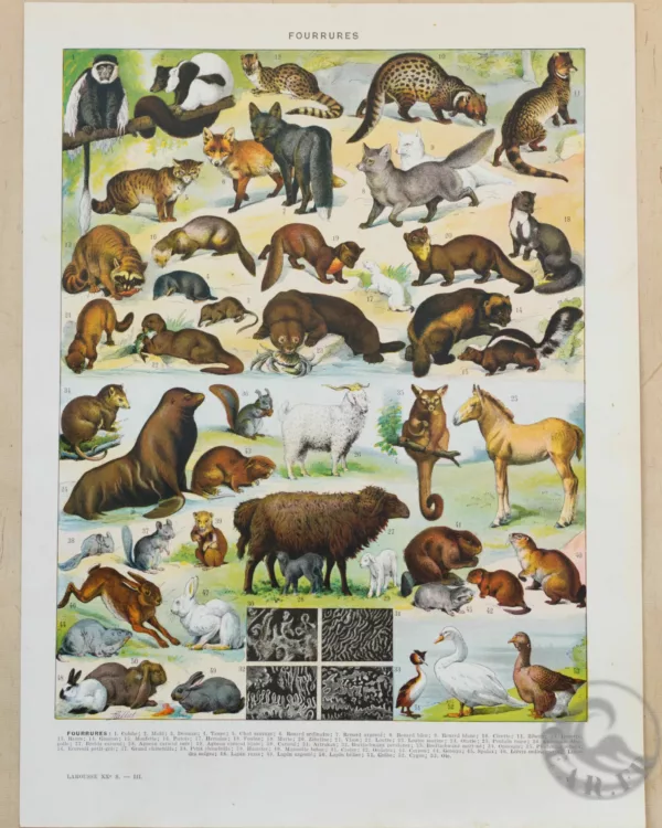 fourrures-animaux-millot-01-1-scaled-3 Fourrures, animaux et savoir-faire, planche originale 1930