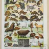 Fourrures, animaux et savoir-faire, planche originale 1930