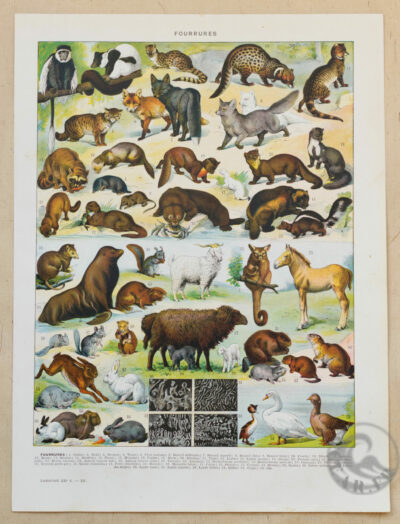 fourrures-animaux-millot-01-2 Fourrures, animaux et savoir-faire, planche originale 1930