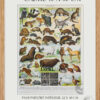 cadre Fourrures, animaux et savoir-faire, planche originale 1930