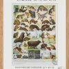 Fourrures, animaux et savoir-faire, planche originale 1930