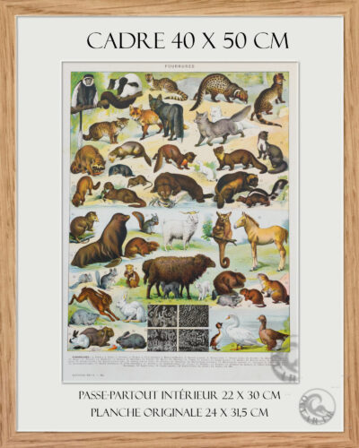 cadre Fourrures, animaux et savoir-faire, planche originale 1930