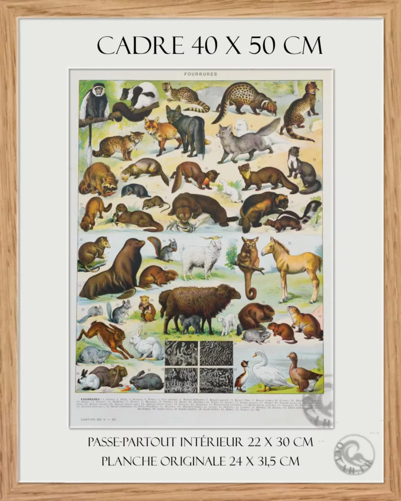 Fourrures, animaux et savoir-faire, planche originale 1930