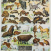 fourrures-animaux-millot-03-scaled-3 Fourrures, animaux et savoir-faire, planche originale 1930