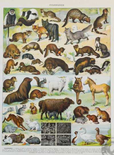 fourrures-animaux-millot-03-scaled-3 Fourrures, animaux et savoir-faire, planche originale 1930
