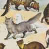 fourrures-animaux-millot-04-2 Fourrures, animaux et savoir-faire, planche originale 1930