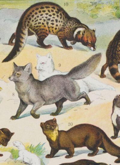 fourrures-animaux-millot-04-2 Fourrures, animaux et savoir-faire, planche originale 1930
