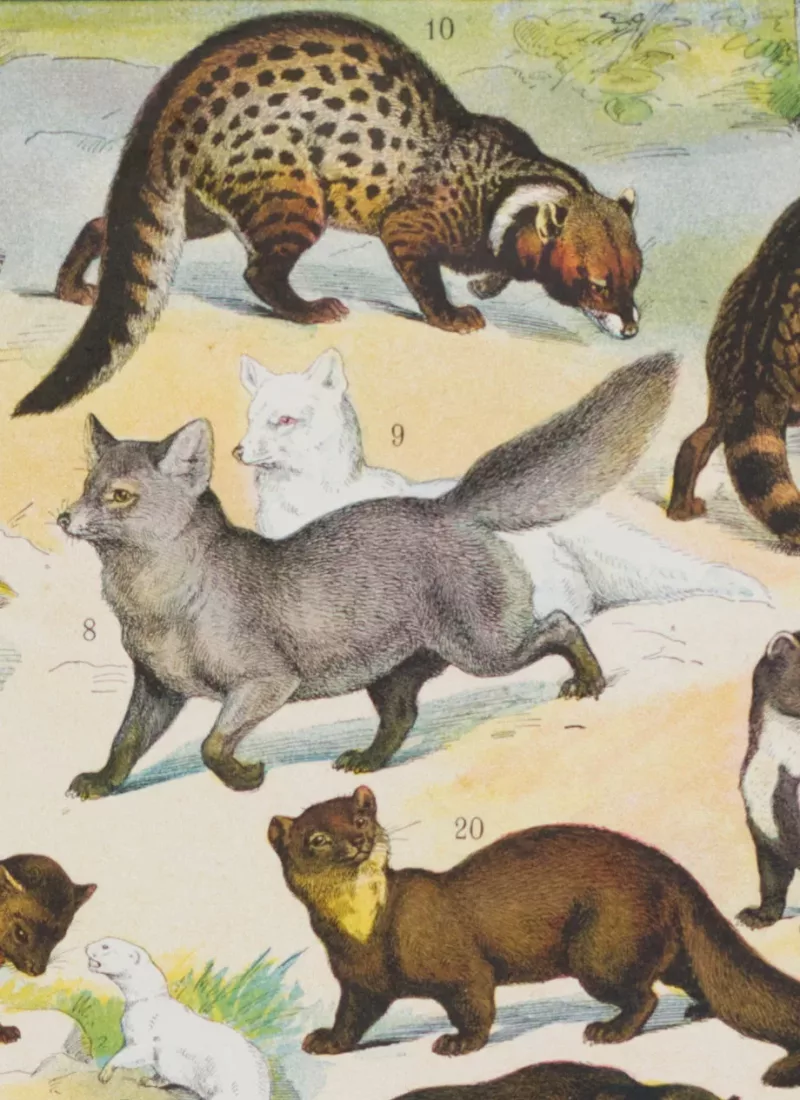 Fourrures, animaux et savoir-faire, planche originale 1930