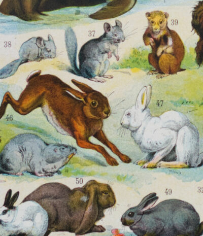 fourrures-animaux-millot-05-2 Fourrures, animaux et savoir-faire, planche originale 1930