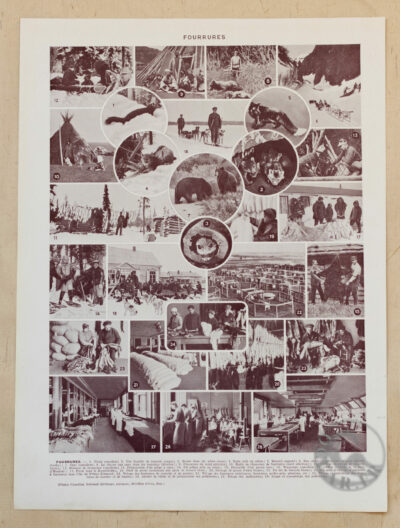fourrures-animaux-millot-06-scaled-3 Fourrures, animaux et savoir-faire, planche originale 1930