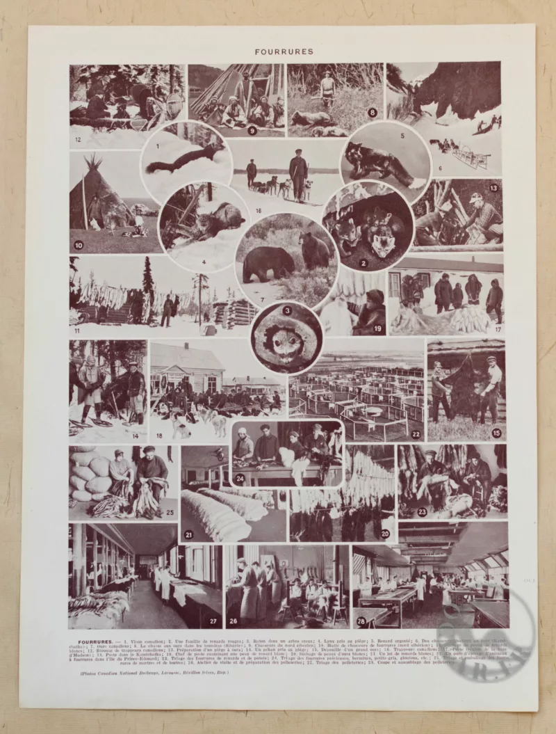 Fourrures, animaux et savoir-faire, planche originale 1930