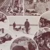 Fourrures, animaux et savoir-faire, planche originale 1930