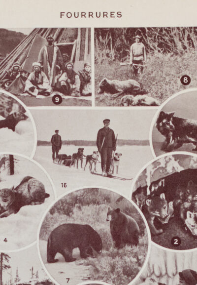 fourrures-animaux-millot-07-2 Fourrures, animaux et savoir-faire, planche originale 1930