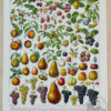 Fruits du monde, planche botanique recto-verso 1930