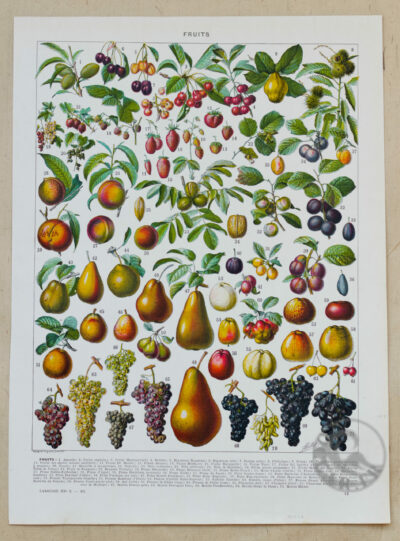Fruits du monde, planche botanique recto-verso 1930