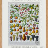 Fruits du monde, planche botanique recto-verso 1930