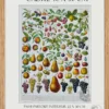 Fruits du monde, planche botanique recto-verso 1930