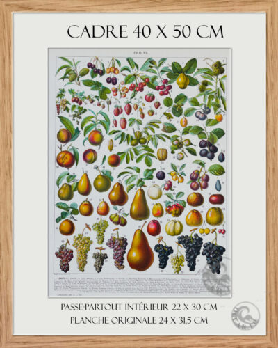 Fruits du monde, planche botanique recto-verso 1930