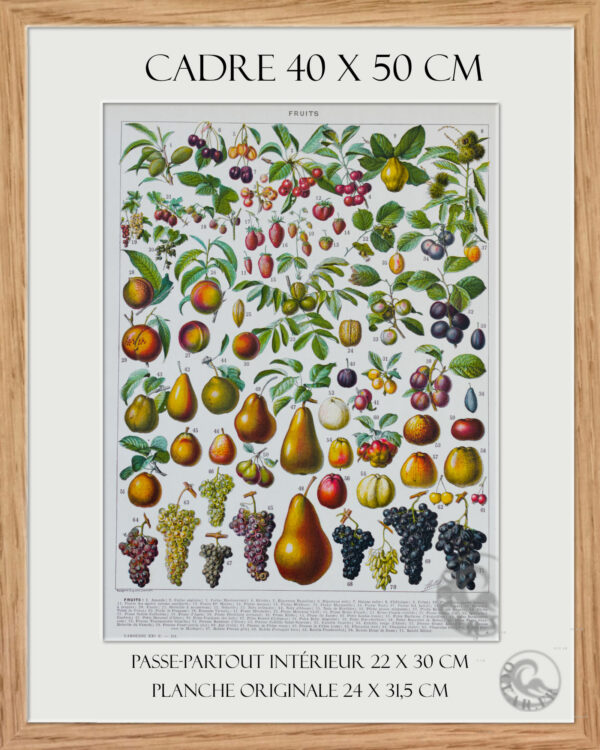 Fruits du monde, planche botanique recto-verso 1930