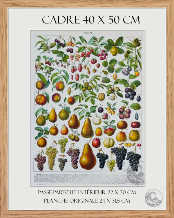 cadre Fruits du monde, planche botanique recto-verso 1930