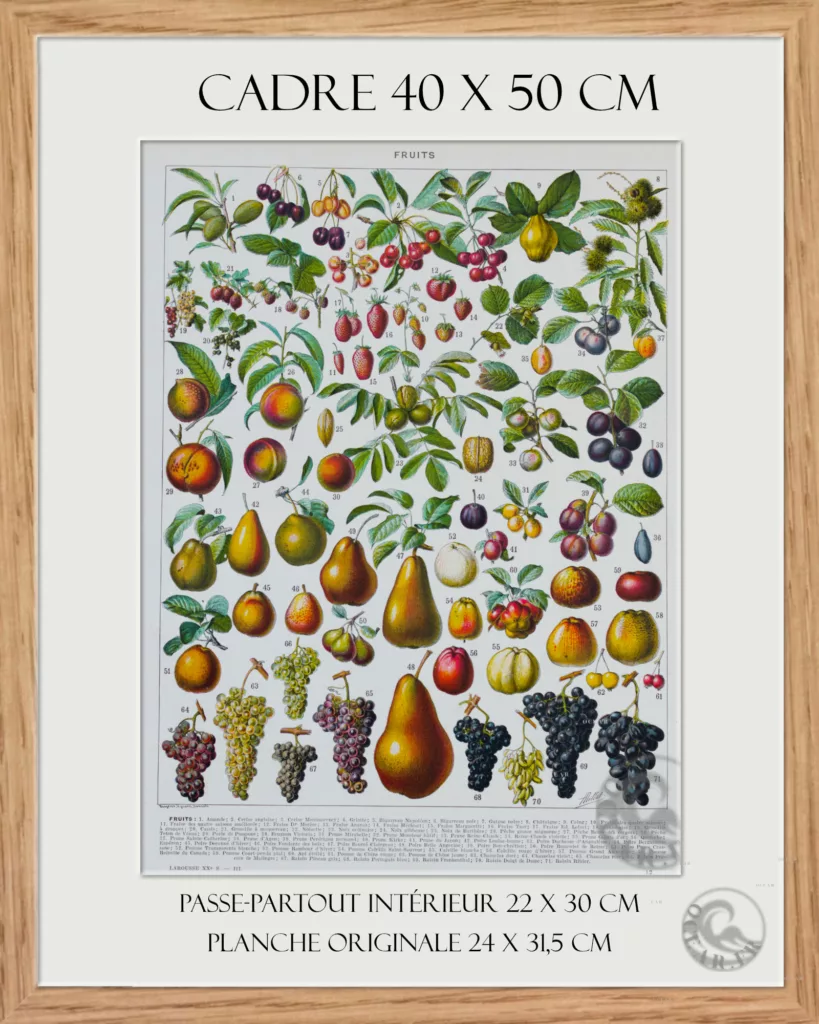 Fruits du monde, planche botanique recto-verso 1930