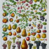 Fruits du monde, planche botanique recto-verso 1930