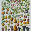 Fruits du monde, planche botanique recto-verso 1930