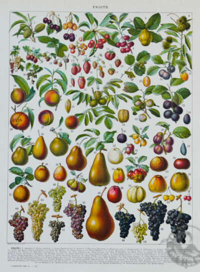 Fruits du monde, planche botanique recto-verso 1930