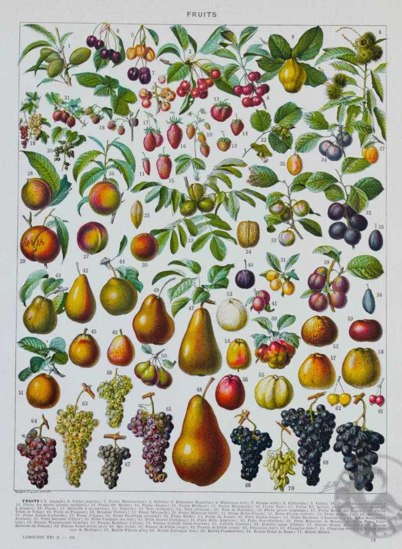 Fruits du monde, planche botanique recto-verso 1930
