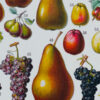 Fruits du monde, planche botanique recto-verso 1930