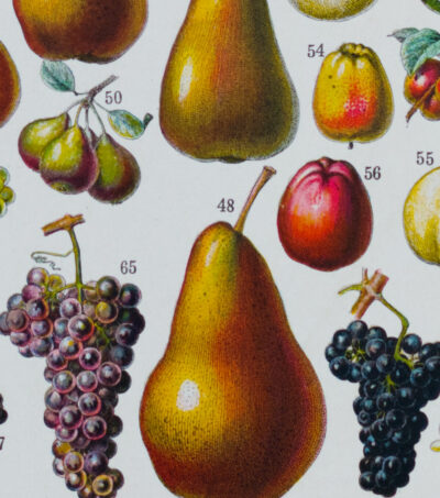 Fruits du monde, planche botanique recto-verso 1930