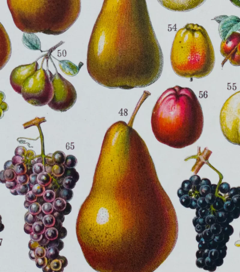 Fruits du monde, planche botanique recto-verso 1930