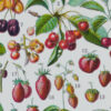 Fruits du monde, planche botanique recto-verso 1930