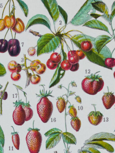Fruits du monde, planche botanique recto-verso 1930
