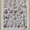 Fruits du monde, planche botanique recto-verso 1930